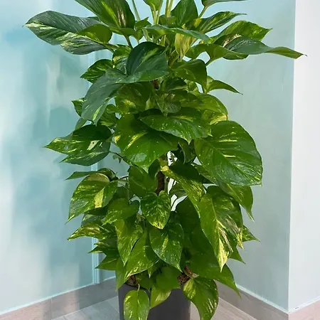 Sogni Di Chiaia Bed and breakfast Nápoles